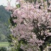 八重桜２８