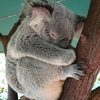 Australia Zoo(オーストラリア動物園)はコアラとカンガルーの楽園だった！