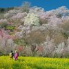 今年も花見山公園へ｜花見山公園（福島県福島市）