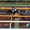 ランキン馬主への道？　その４５０　バンゴール万全の体制で必勝をかけるレースへ