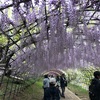 河内藤園（北九州市）