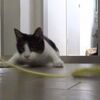 【かわいい】遊びつかれたにゃんこ、口を開けて眠る・・・【動画】