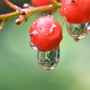 南天の実に雨