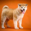 夢リスト62・秋田県で秋田犬とふれあう