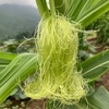 とうもろこし🌽