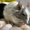 しろごまあん1015日目