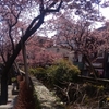 ぽかぽか陽気と桜と温泉