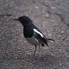 シキチョウ(Oriental Magpie-Robin)