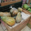 【沖縄の野菜】沖縄在来種の『島かぼちゃ（チンクワー／ナンクワー）』を食べてみた