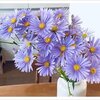 友禅菊の青紫
