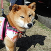 柴犬びーとロングコートチワワまるこ　日帰り登山