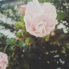 ふわふわの花びら