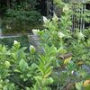 鉢植えネズミモチの花 '2021