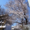 水戸も桜が満開！