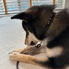 黒柴 🐶 つん