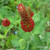 ベニバナツメクサ Trifolium incarnatum