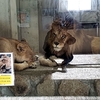 レッサーパンダが身近に！　長野市茶臼山動物園　冬の動物園はいかが？