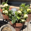 クリスマスローズの植え替えは夏が良いです
