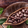 Cocoa Processing Plant Project Report : Market Trends | Market Size | Production Requirements