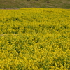 あわじ花さじきの早咲きの菜の花