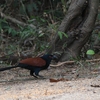 オオバンケン Greater Coucal