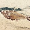 英語学習界隈でたまに聞く「化石化 "fossilization" 」。英語力上達を目指すなら化石化は基本無視でOK