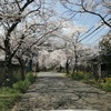 太平山でのお花見が最高だった