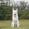 日本最大級ペットイベント『Pet博２０１１』