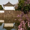 東京の桜を巡る旅2025②『大手門の枝垂れ桜：東京メトロ竹橋駅～大手町駅』