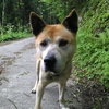 森の中で見た痩せ犬
