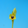 Ophrys lutea