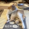 雨田甘夏、腕押しです。【猫とごちそうと残り香事情】