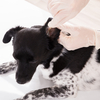 How To Administer Ear Medication For Your Pet Dog - How To Clean Dog Ears Painlessly