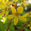 【植物の花の写真】コウシュンカズラ（ミリオンキッス）；　キントラノオ科  Tristellateia australasiae；　Malpigiaceae