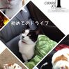 猫と一緒初めてドライブ