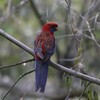 アカクサインコ(Crimson Rosella)