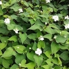 今日は晴れそして時々曇り？朝方１７℃、日中は２９℃？その他の予報で３１℃の真夏日も？