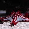 ヒメコブヒトデ / Red-knobbed starfish