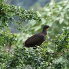 クロアシシャクケイ(Dusky-legged Guan)