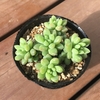 『ピンクベリー』の成長記録【多肉植物】
