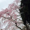 お城の桜