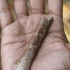 Scientists Find Even Smaller Ancient Humans Called "Hobbits"
