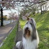 ●八重桜🌸