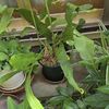 また月下美人につぼみがついています