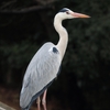 野鳥の名が泣くぞ