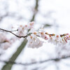 2021-03-21 開花