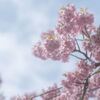 東京の春、桜の花見を満喫するためのお花見の場所取り代行サービス