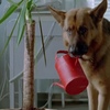 レックス～ウィーン警察シェパード犬刑事～Kommissar REX☆S3-2