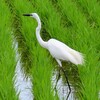 田んぼを歩くチュウダイサギ