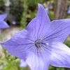 清涼感溢れる！桔梗の花が彩る京都の夏